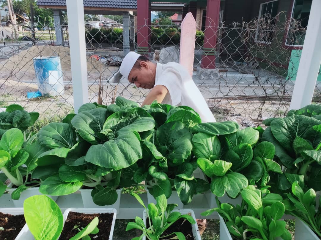 Kebun Bandar Jana Hasil Lumayan