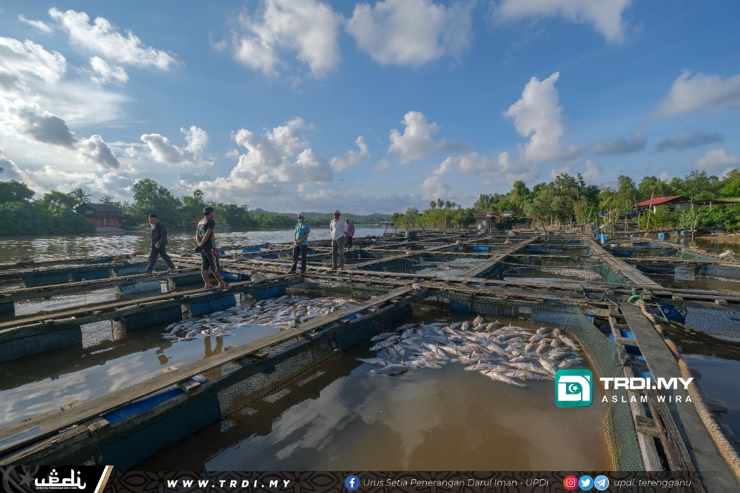 12 Penternak Ikan Sangkar Rugi Ratusan Ribu