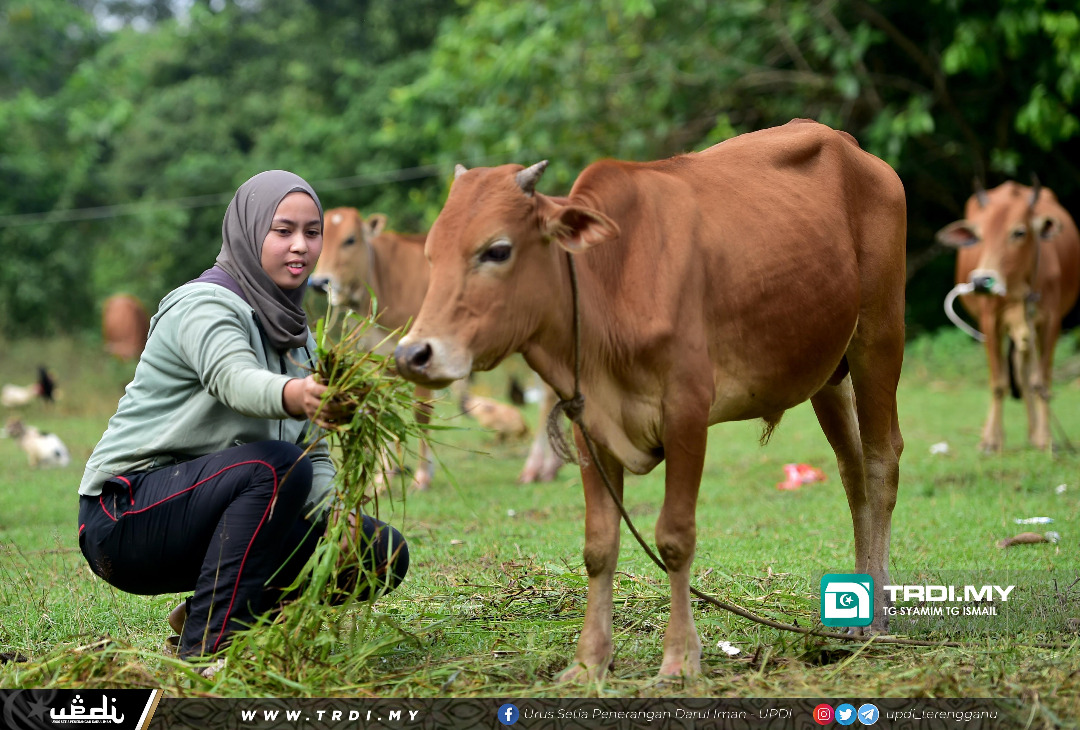 Ayu Gadis ‘Pencinta’ Lembu