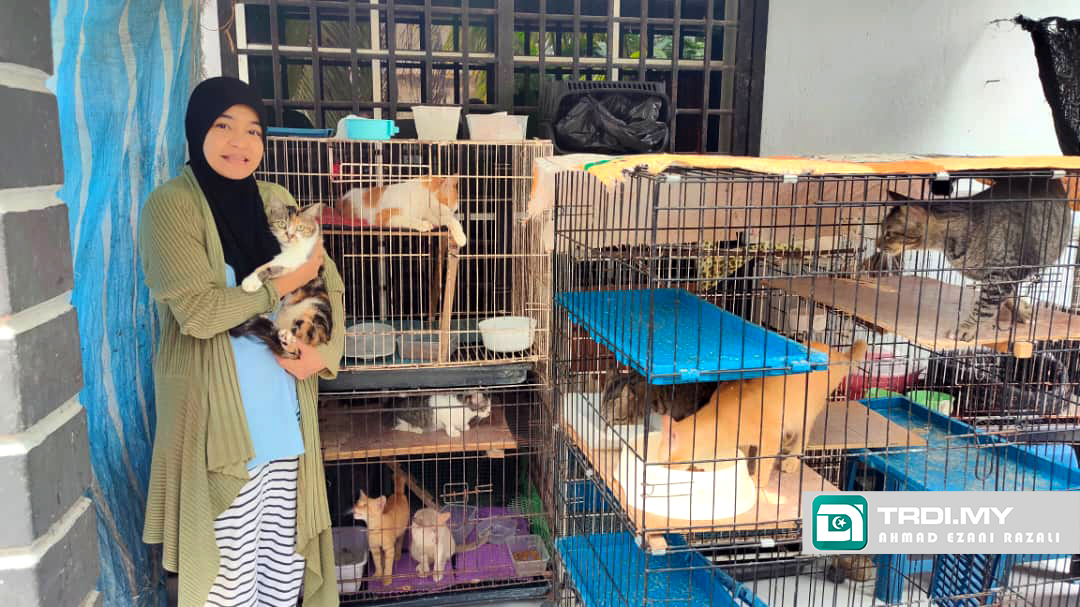 Minat Dari Kecil, Syarafina Kini Pelihara 40 Kucing Terbiar