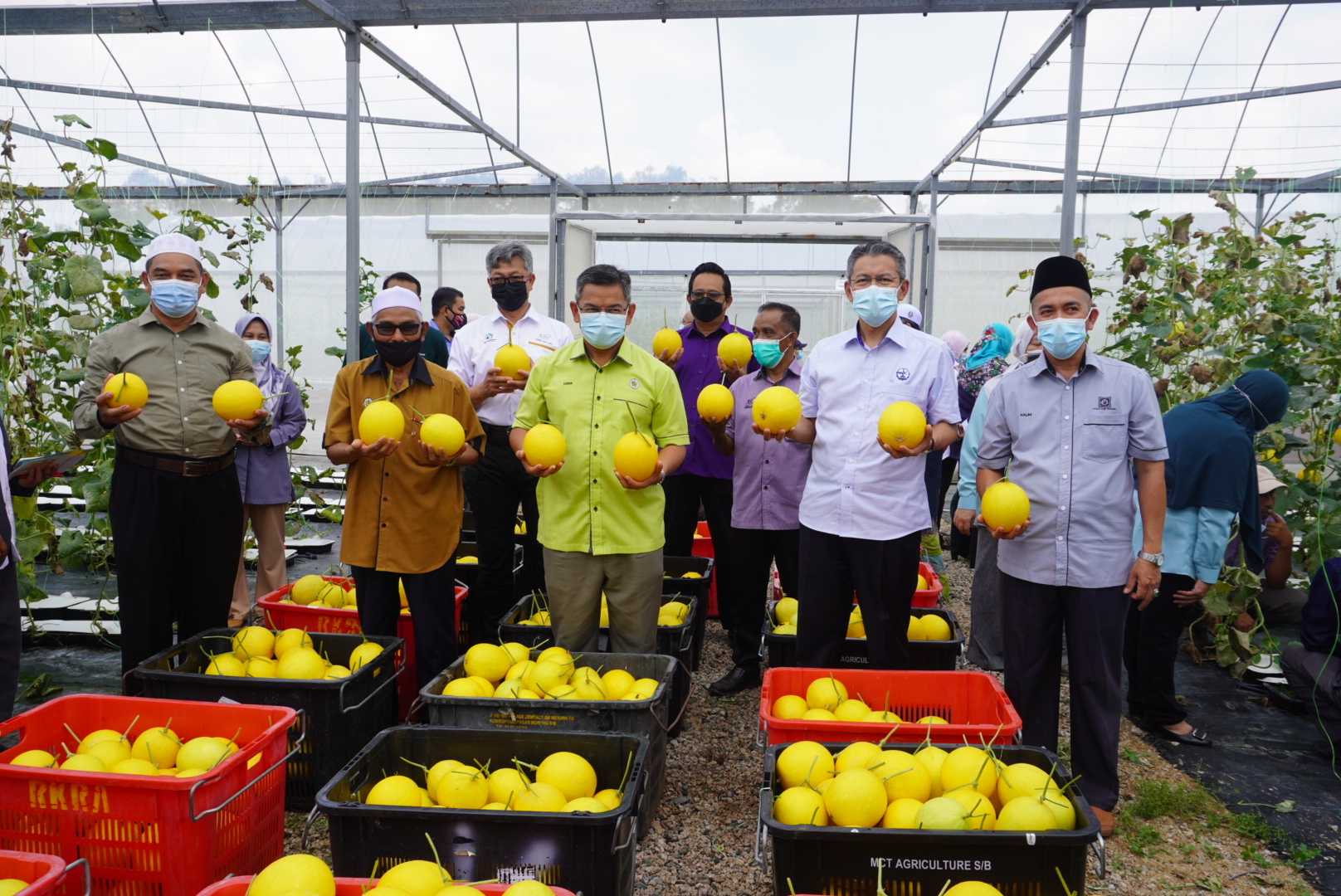 Teknologi Digital Hasilkan Melon Manis Berkualiti