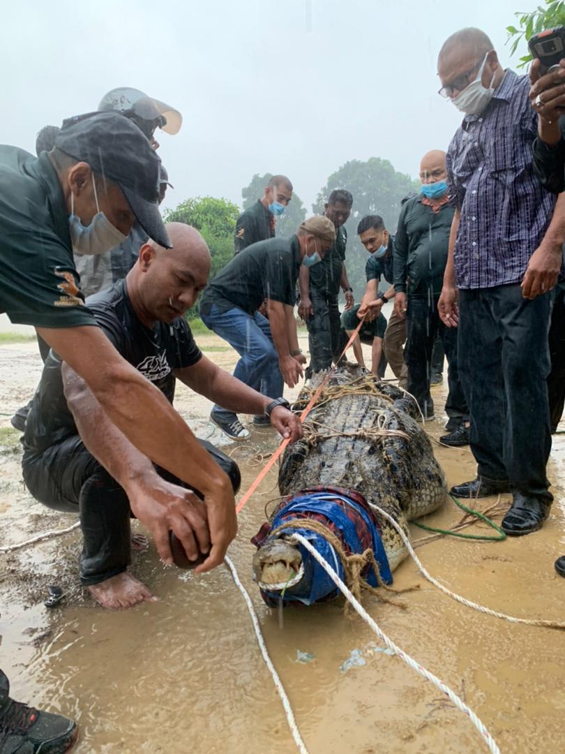 'Mamat' Akhirnya Terjerat