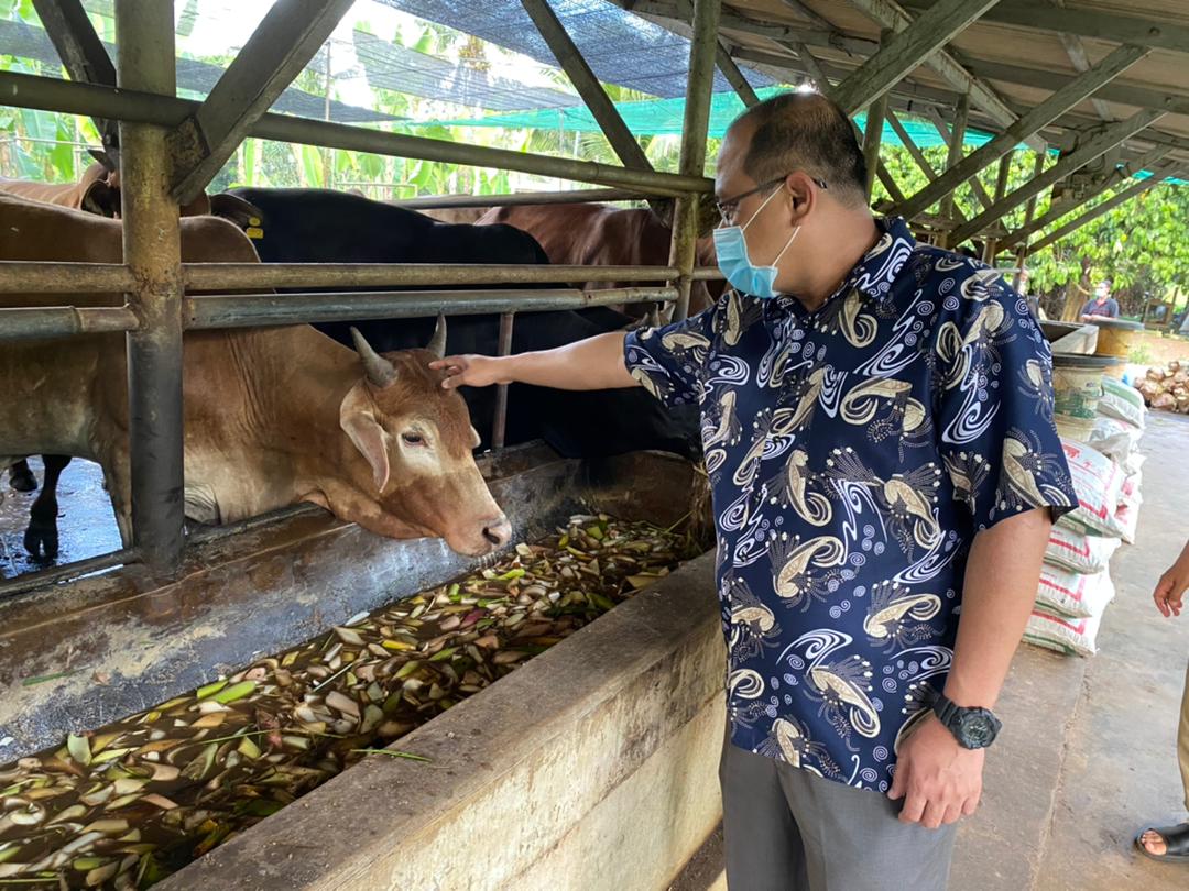 Pengusaha Lembu Dinasihat Patuh SOP Ibadah Korban