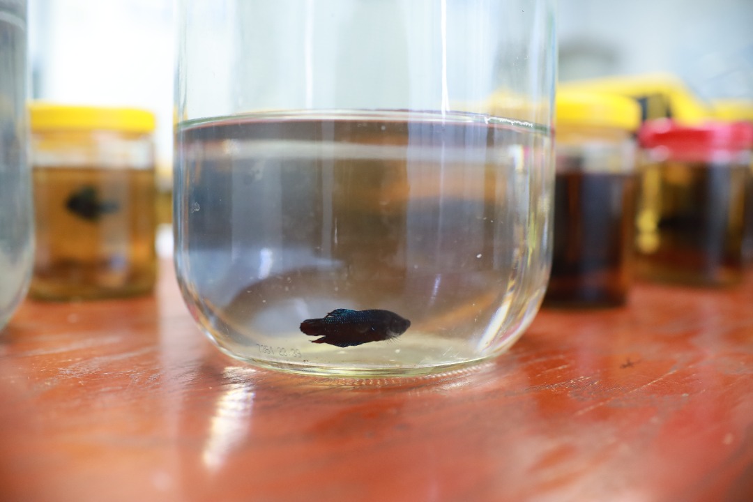 Kegiatan Judi Laga Ikan Di Dungun Tumpas