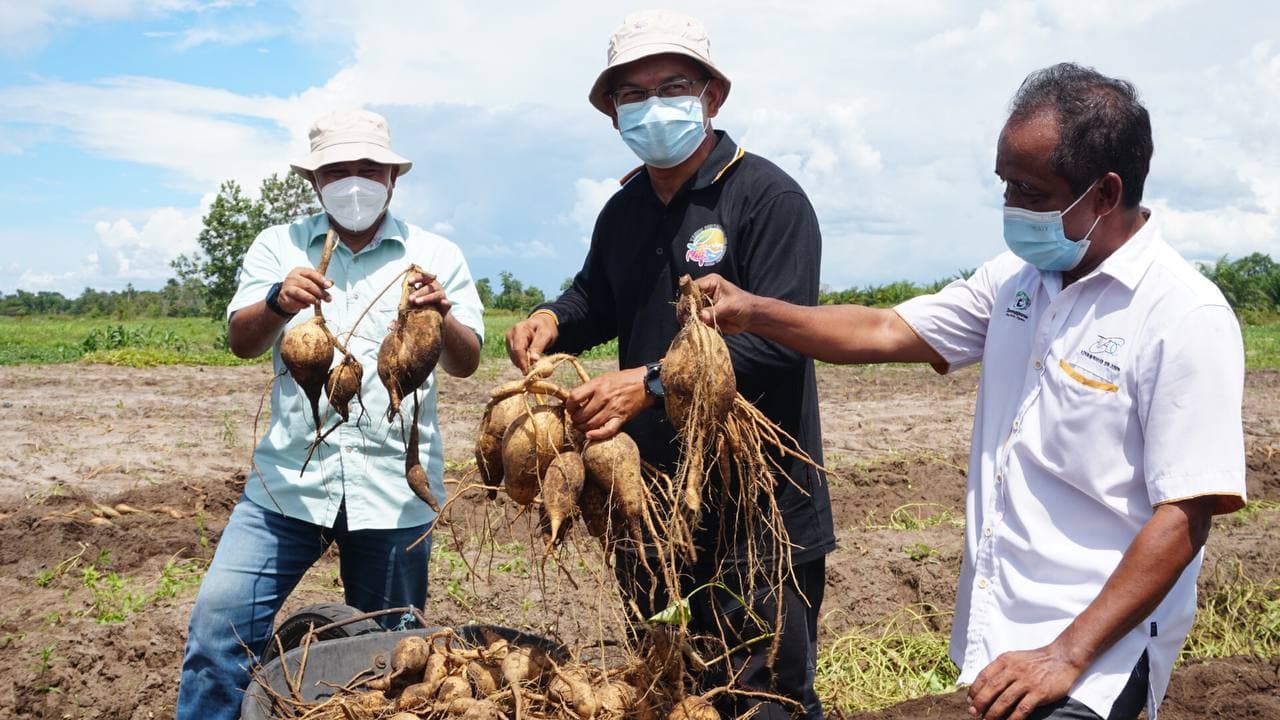 Projek Keledek Vitato Di Setiu Keluarkan 350 Tan Hasil