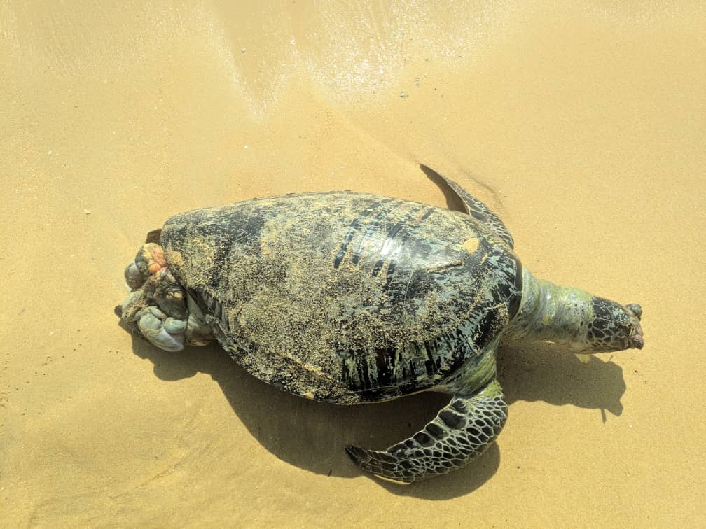 Penyu Agar Ditemui Mati Terdampar