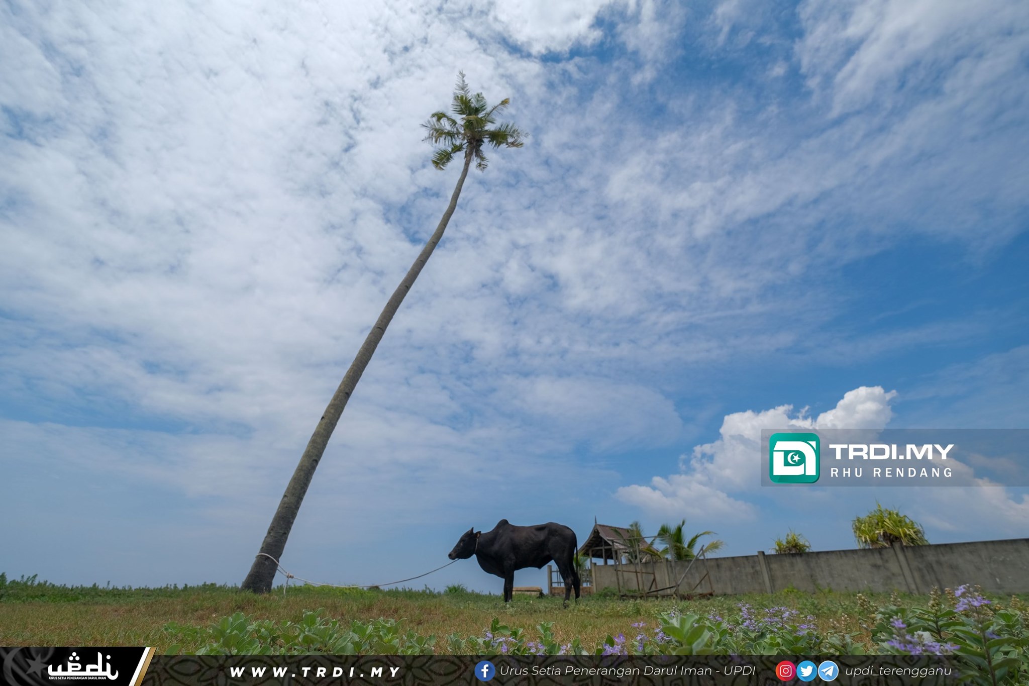 Walaupun Suasana Aidiladha Berbeza, MB Tetap Sumbang Lembu Korban