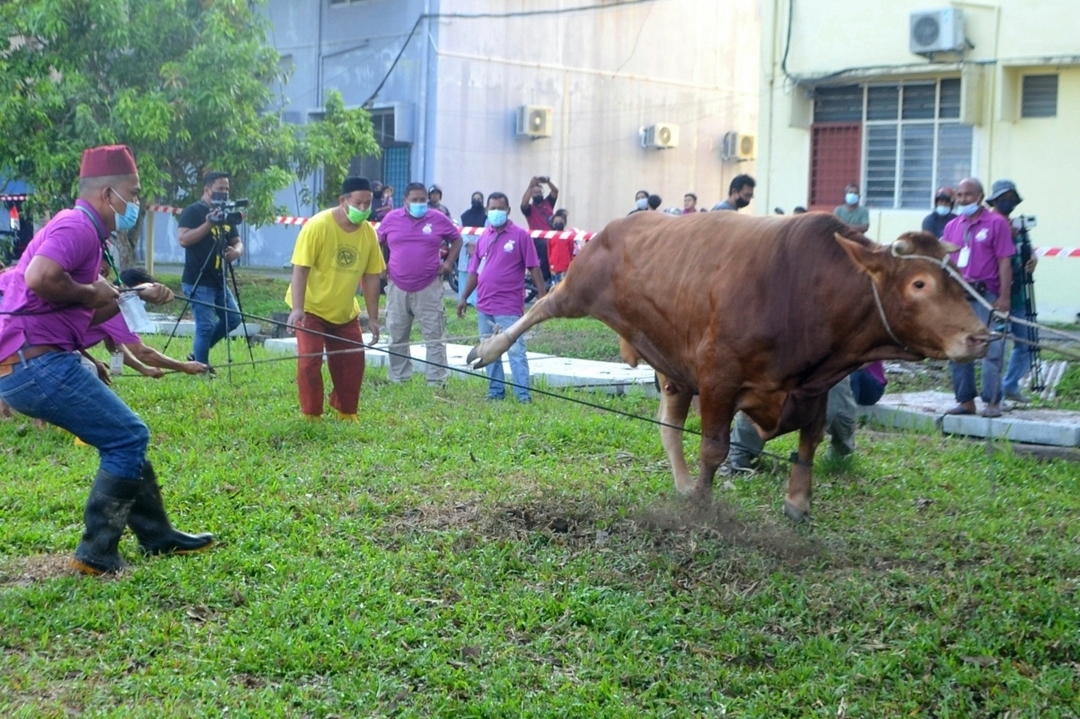 2 Lembu Sado Antara Korban Buat Rakyat Kuala Nerus