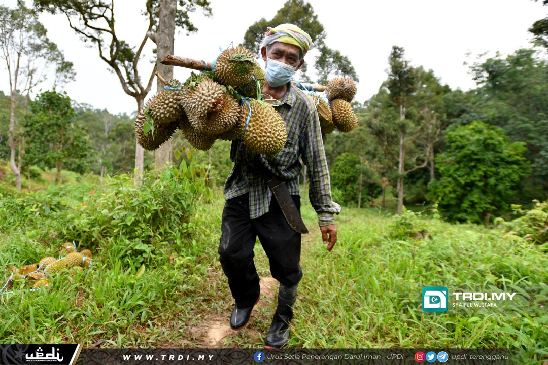 Pak Ghani Angkut Durian Empat Kali Sehari