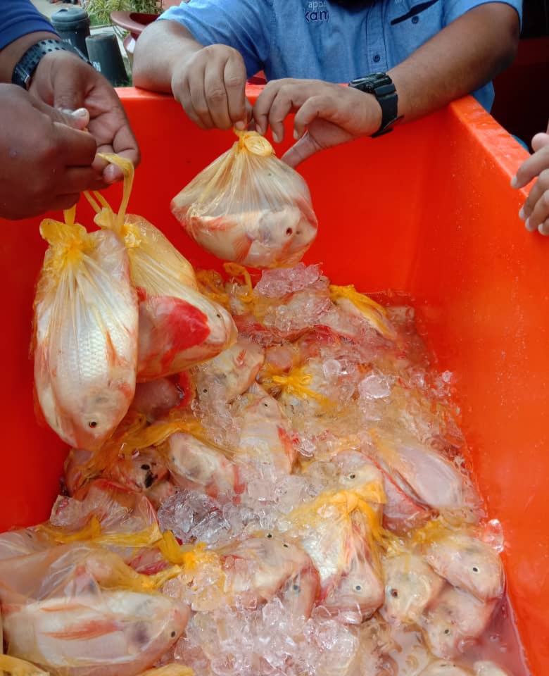 300 Kg Talapia Untuk Penduduk Padang Kubu Yang Dikuarantin
