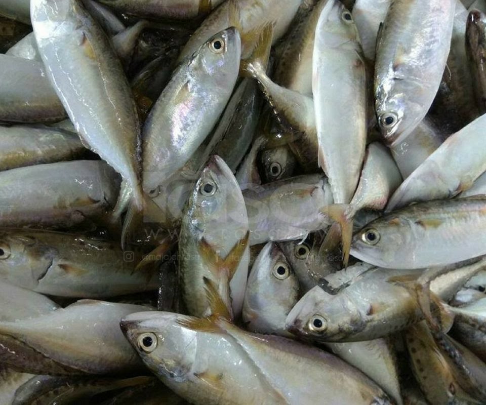 Q'Fish Bakal Stabilkan Harga Ikan Di Pasaran