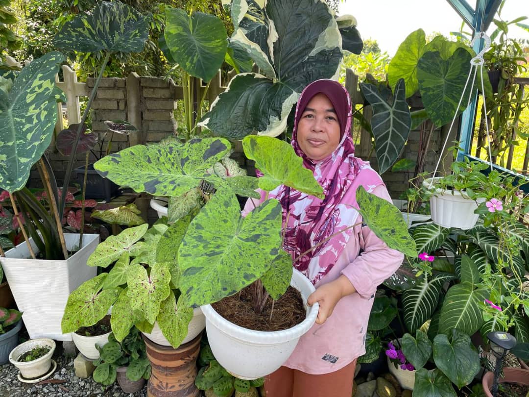 Hobi Tanam Keladi, Jana Pendapatan Ribuan Ringgit