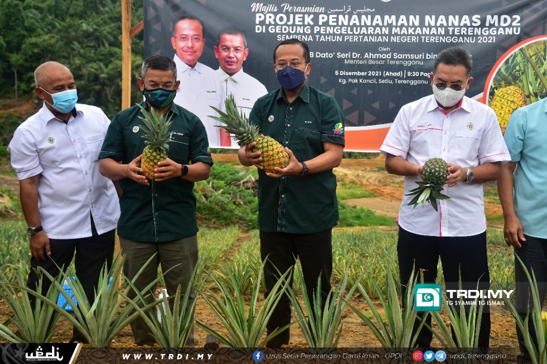 Tanam Nanas Di Tanah Terbiar, Kaut Hasil RM14.4 Juta