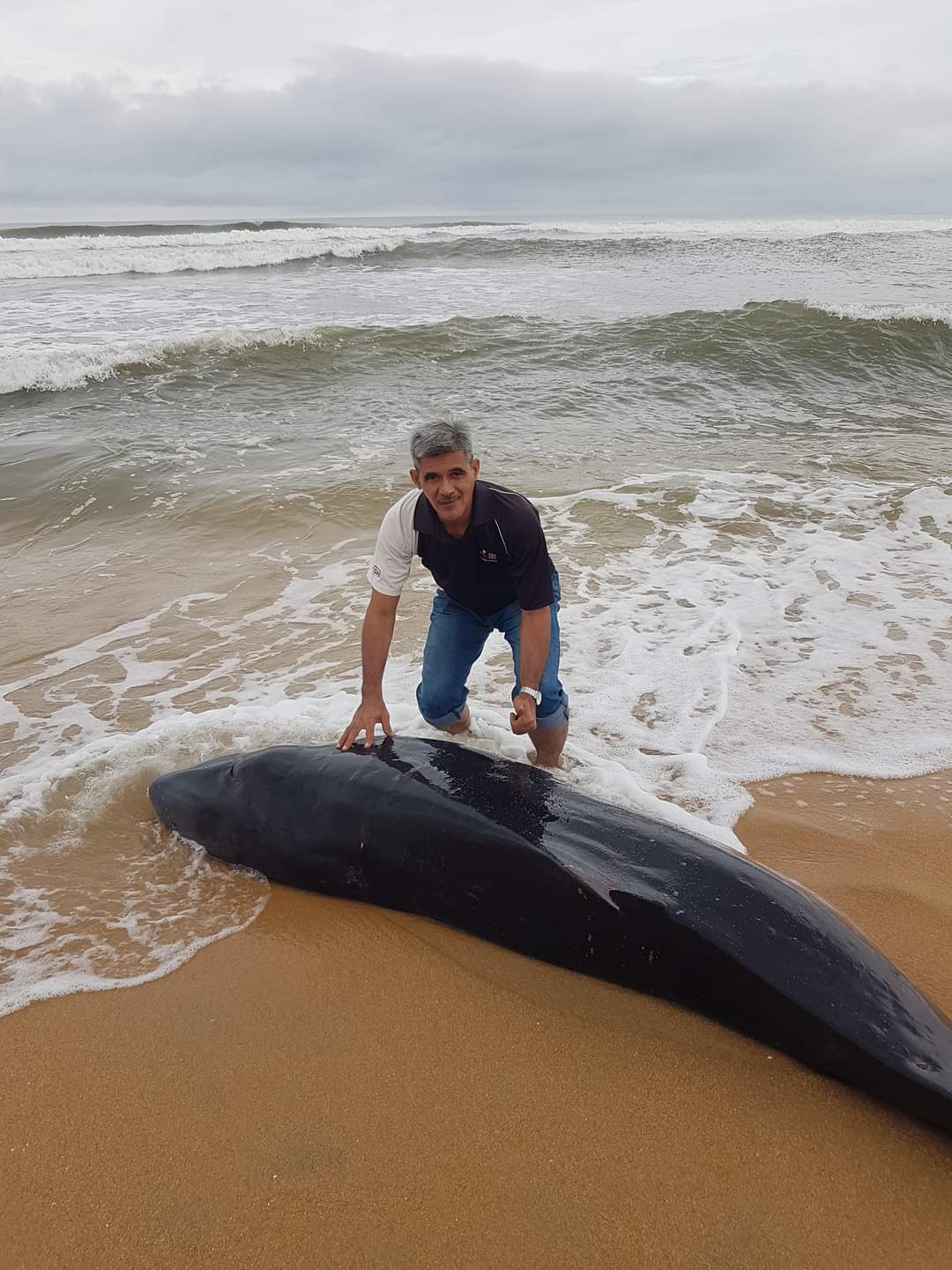 Anak Ikan Paus Ditemui Terdampar Di Pantai Merchang