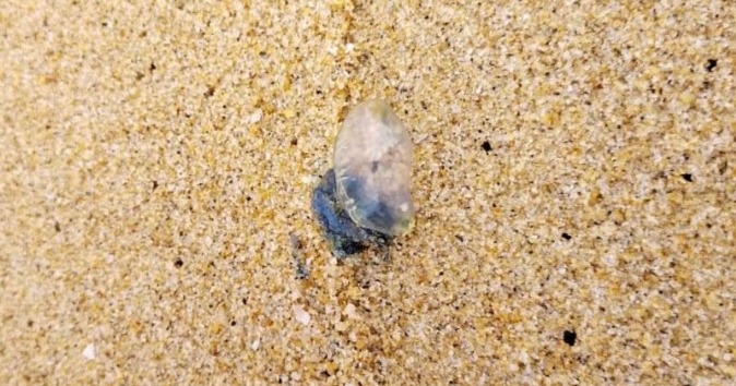 Ubur-ubur Beracun ‘Singgah Lagi’ Di  Pantai Terengganu