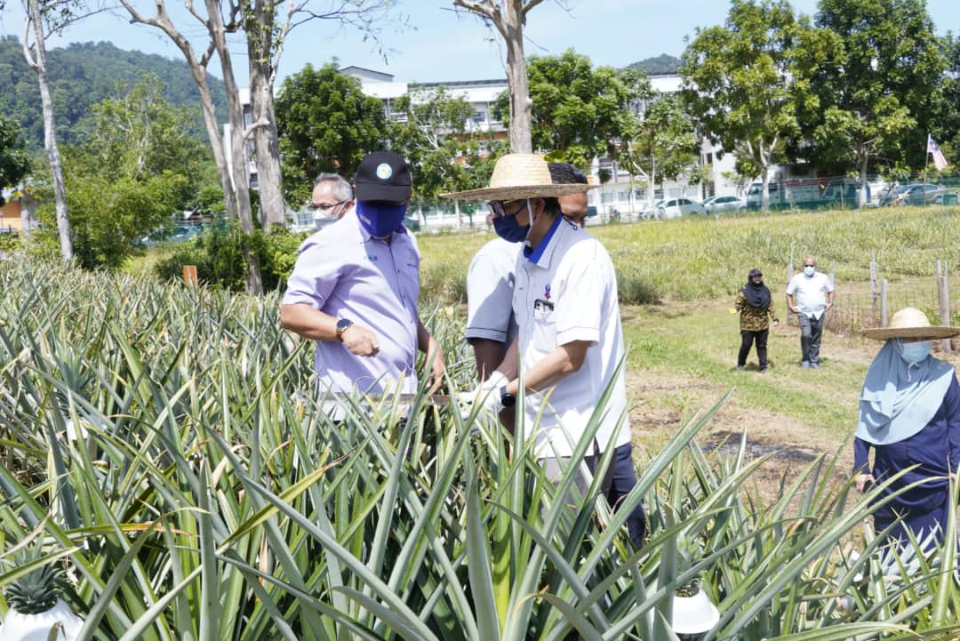 UC TATi Kampus Pertama Usahakan Penanaman Nanas