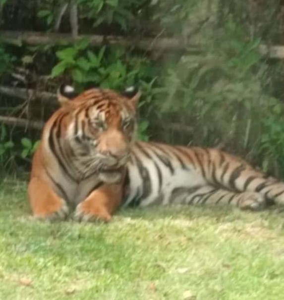 Penternak Lembu Bimbang Ancaman Harimau