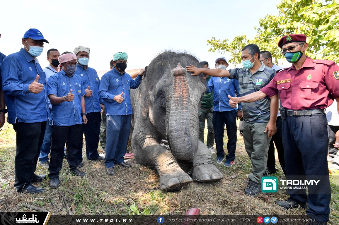 Gajah, Kerapu Gergasi Tarikan Unik Karnival Tahun Pertanian 2021