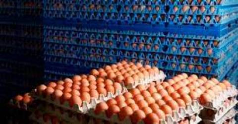 Pengeluaran Telur Berkurang 50 Peratus