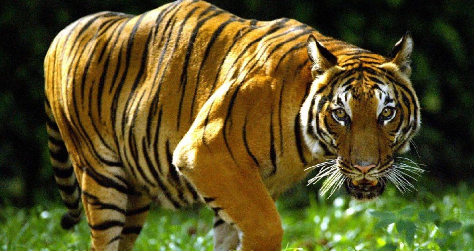 Ancaman Si Belang, Penduduk Kampung Chabang Perlu Waspada