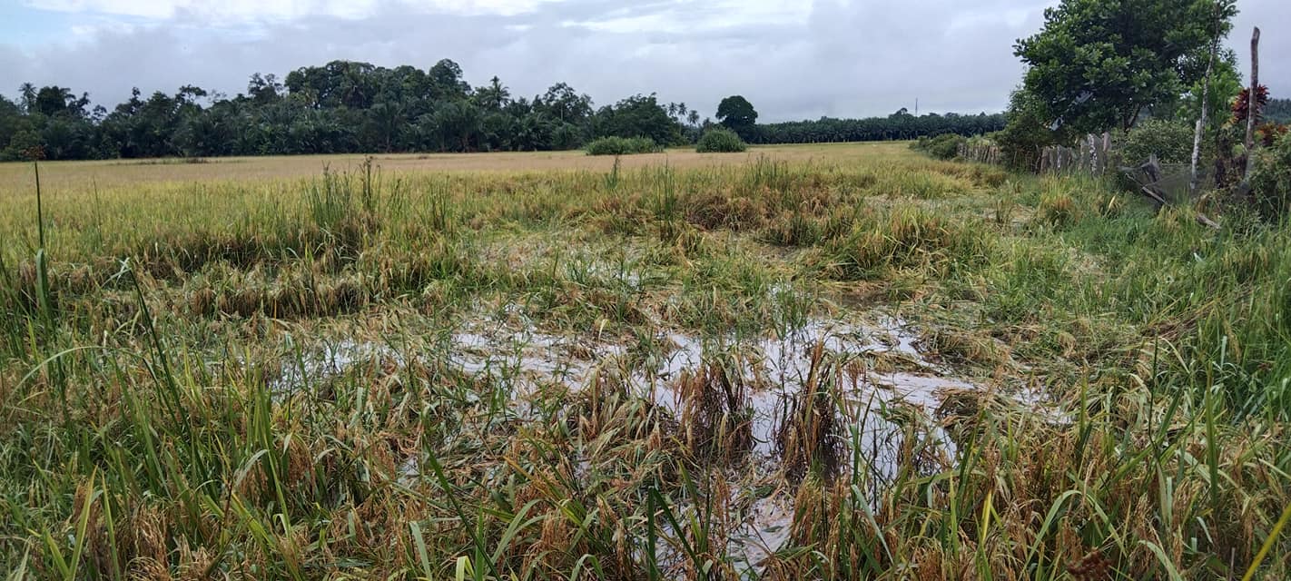Pesawah Terjejas Diminta Segera Mohon Bantuan Bencana