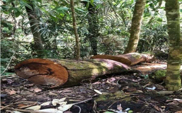 Jabatan Perhutanan Terengganu Pantau 22 Kawasan Panas