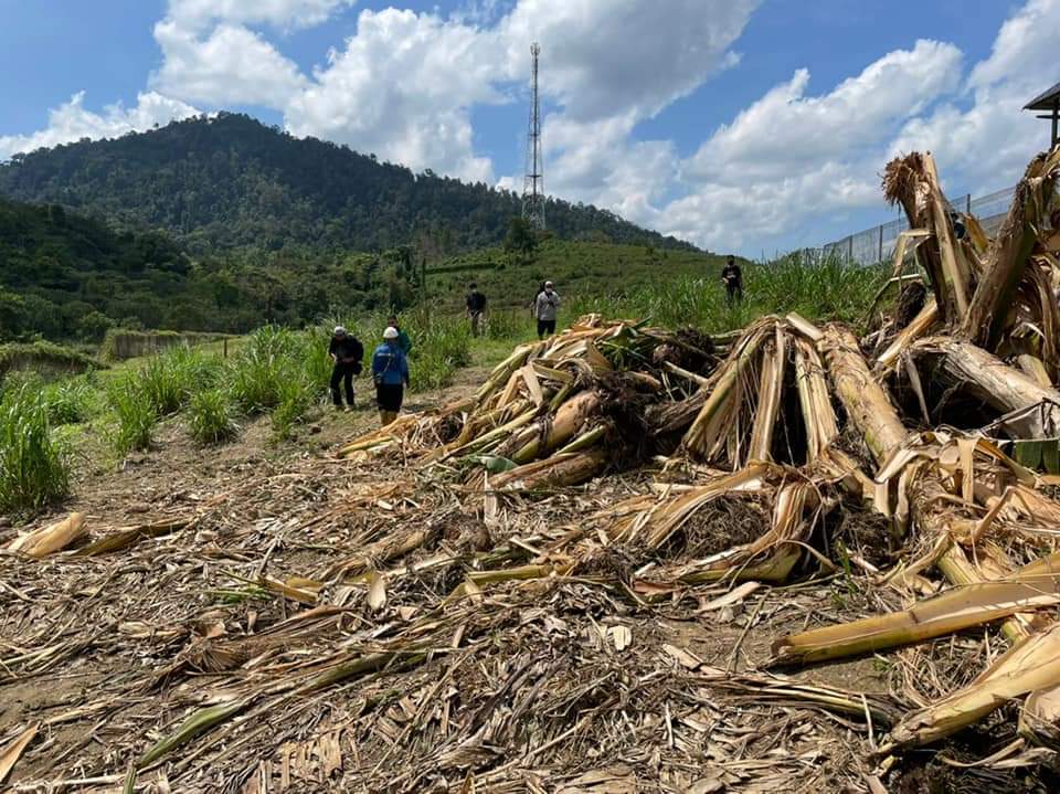 Rugi Ribuan Ringgit Akibat Serangan Gajah Liar