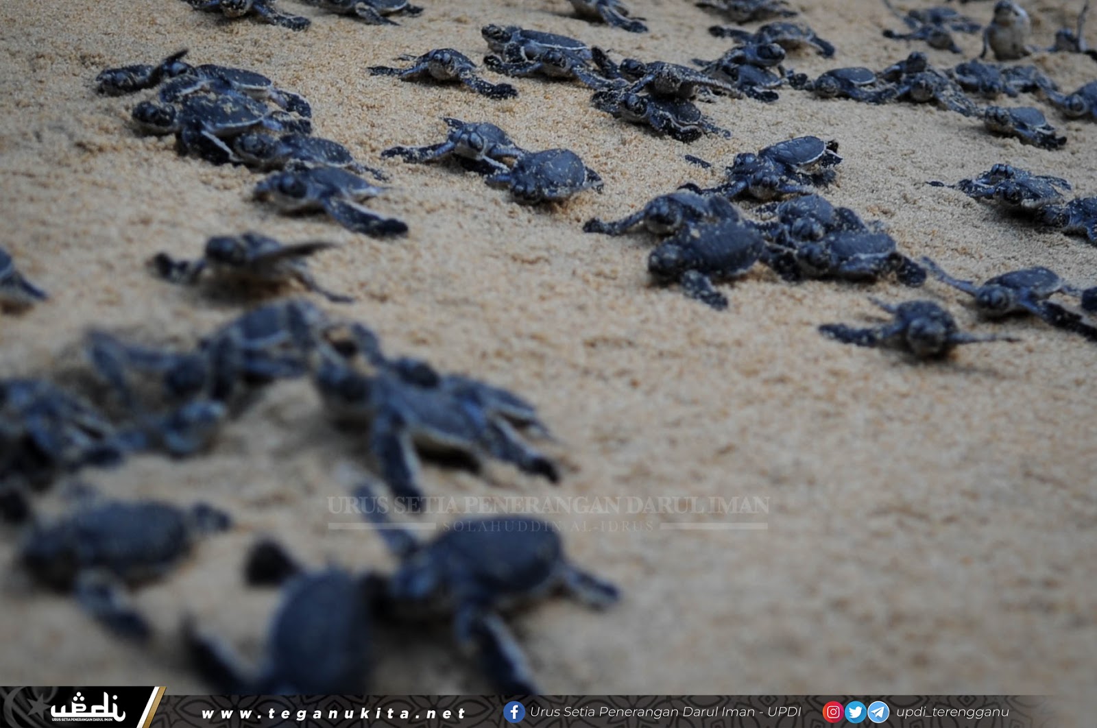 Penguatkuasaan Menyeluruh Dilakukan Elak Kematian Penyu