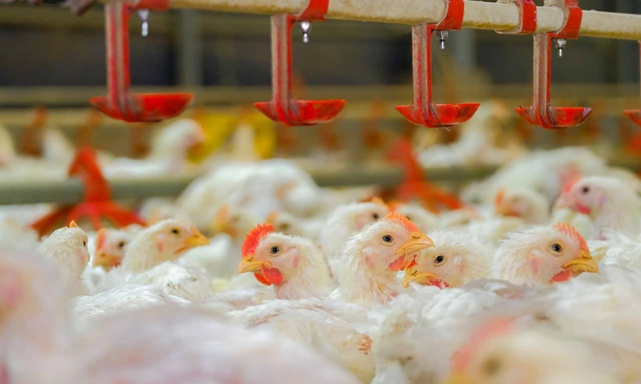 Krisis Makanan : Pelan Pertanian Terengganu Jadi 'Penyelamat'