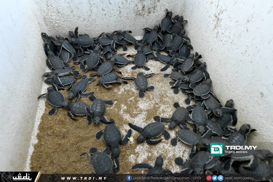 'Larangan Jual Telur Penyu Tepat Pada Masa'