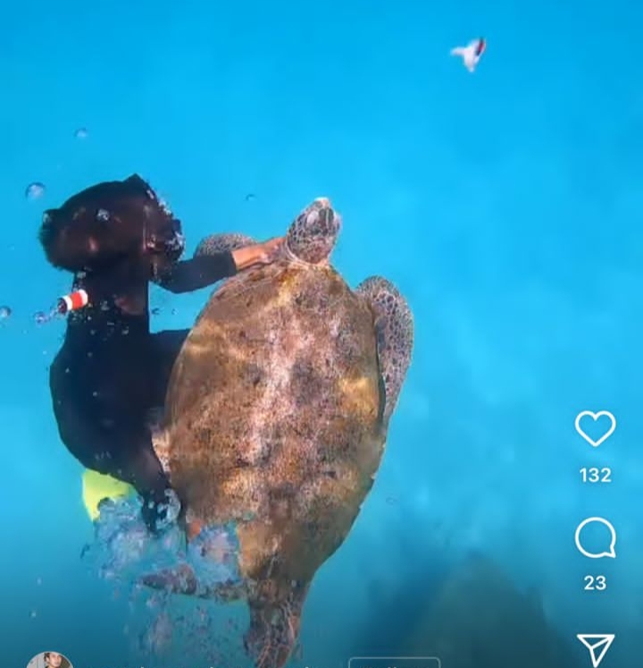 Kerajaan Negeri Arah Siasatan Video Penyu Tular