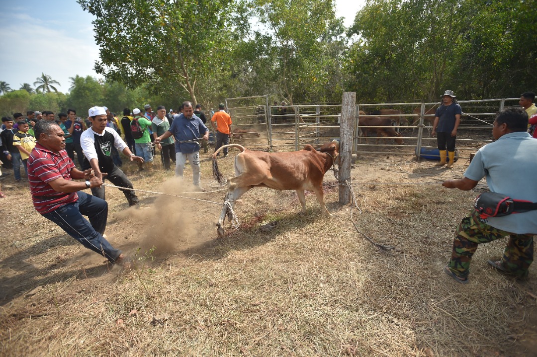 Veterinar Lulus 3,143 Permit Sembelih Korban