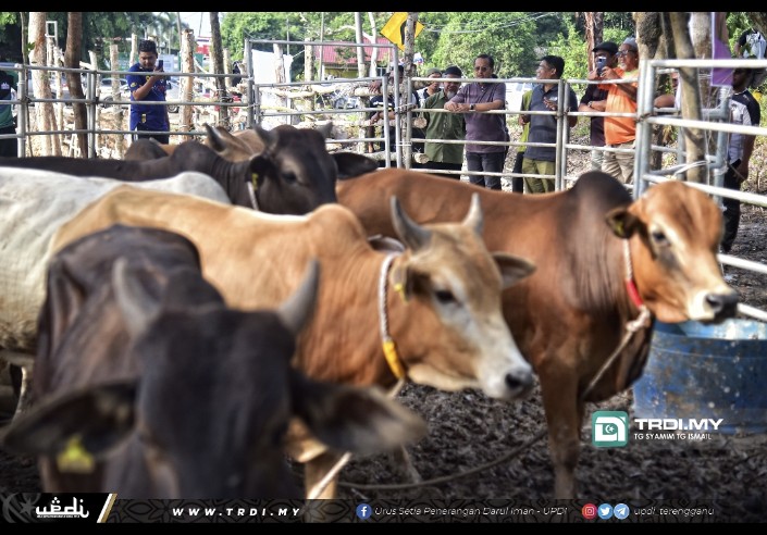Aidiladha di Dun Rhu Rendang Dijangka Meriah, Terima 30 Lembu