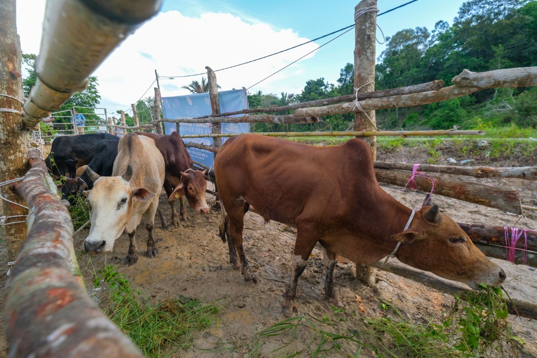 Kumpulan Terengganu Inc Sumbang 73 Lembu Bagi Korban Amal 2022