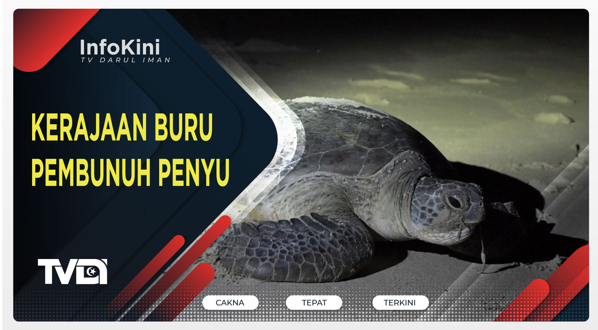 Kerajaan Buru Pembunuh Penyu