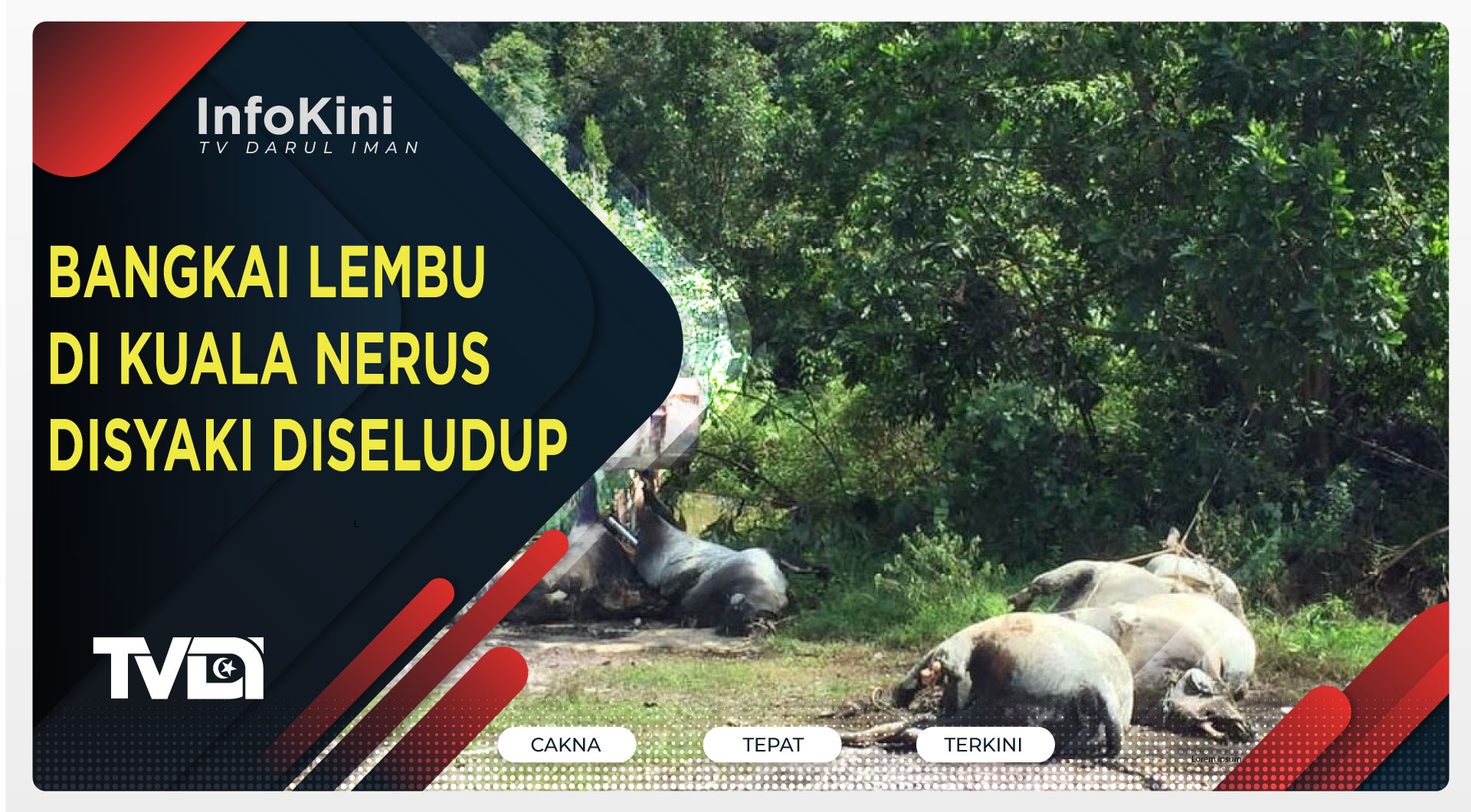 Bangkai Lembu Di Kuala Nerus Disyaki Diseludup