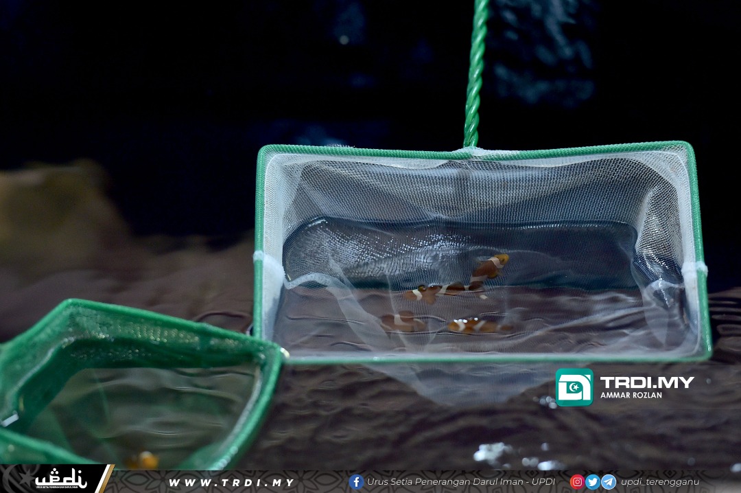 Lebih 1,270 Ikan Nemo Dilepaskan