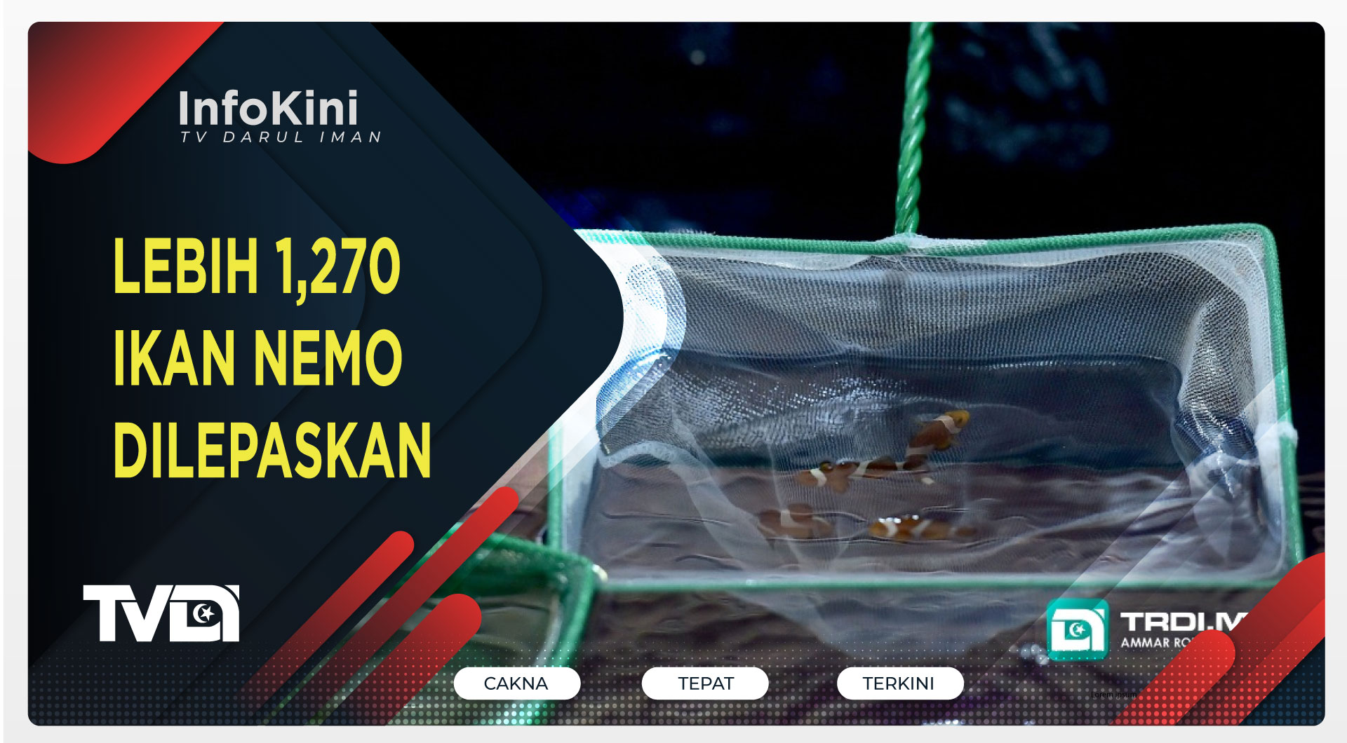 Lebih 1,270 Ikan Nemo Dilepaskan
