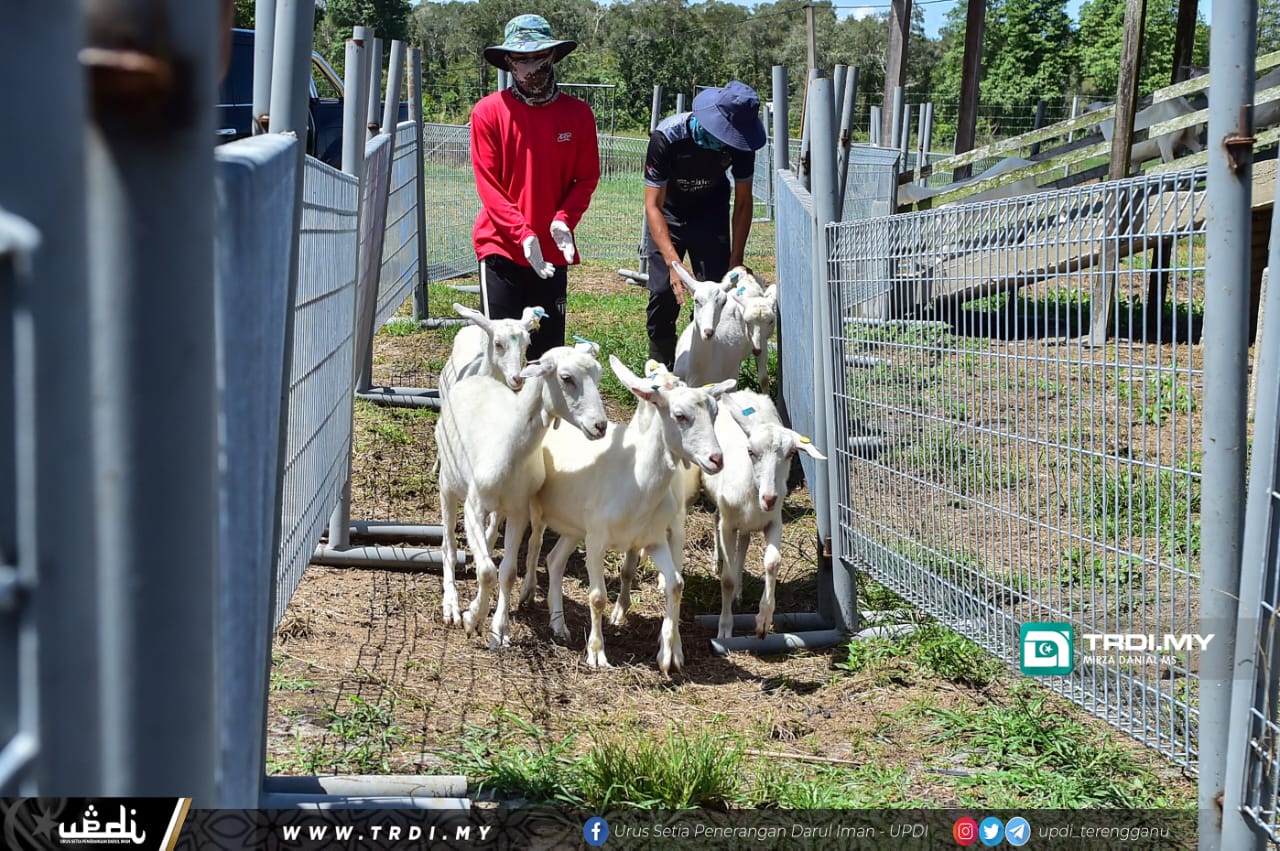 TADC Lahirkan Usahawan Muda Dalam Bidang Ternakan Kambing