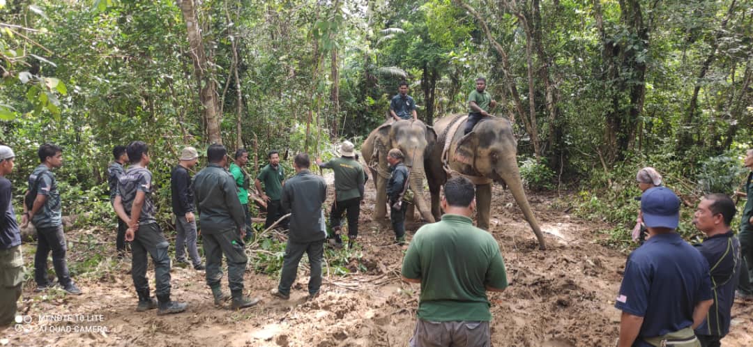 Gajah 'Penceroboh' Ditangkap