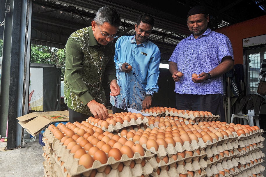 Terengganu Bakal Wujudkan Industri Penternakan Ayam Penelur