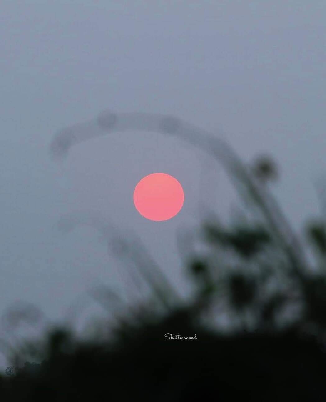 Punca Matahari Berwarna Merah