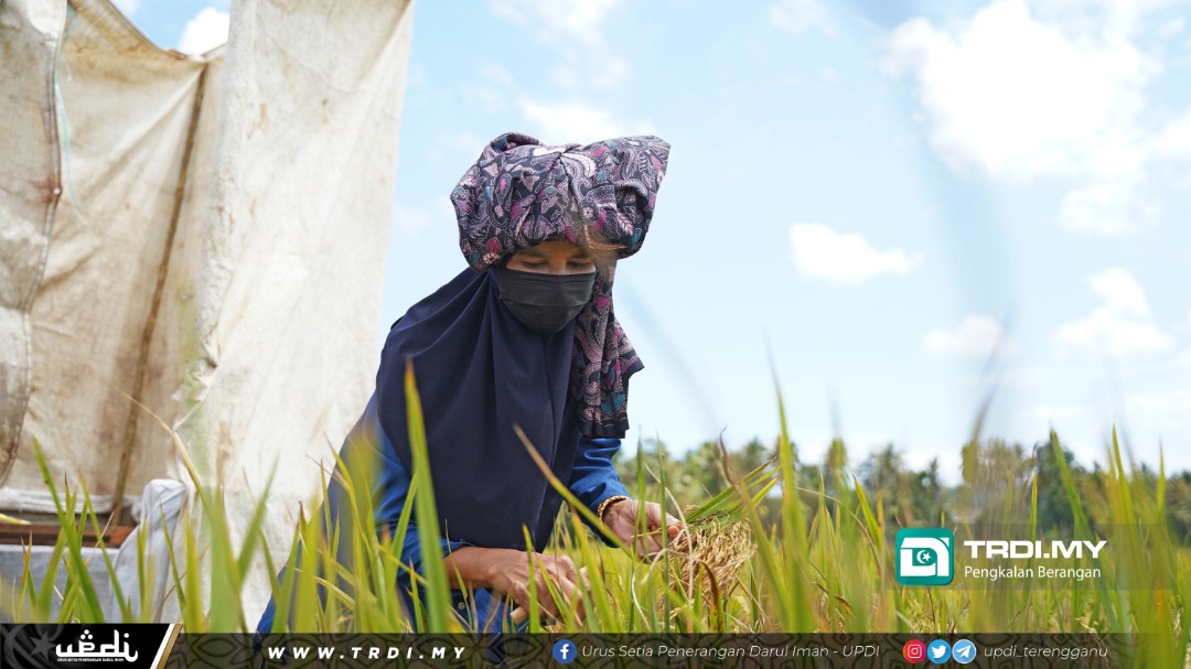 El-Nino, Aktiviti Pertanian Padi di Terengganu Tidak Terjejas