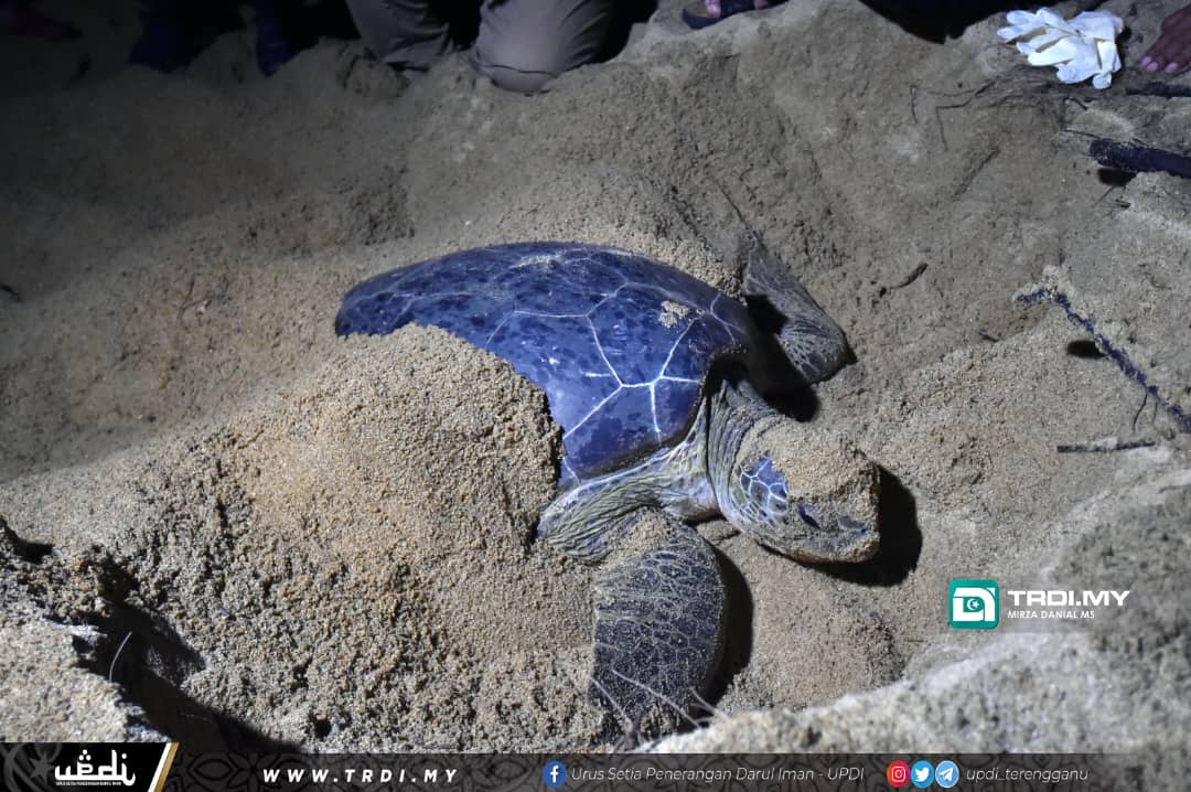 Cuaca Panas Punca Induk Penyu Jantan Berkurang