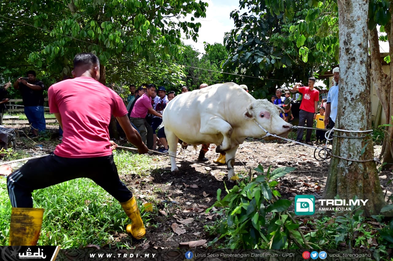Enam Beradik Korban Lembu Sado Hadiah Kepada Penduduk Kampung