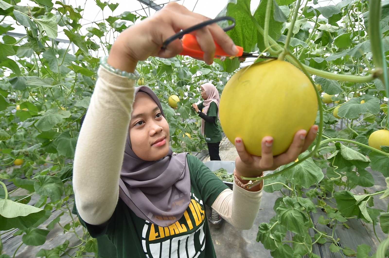 Melon Manis Terengganu Akan Dipaten