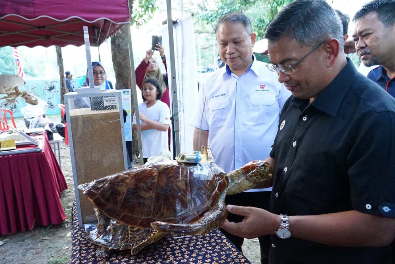 Pendaratan Penyu di Terengganu Meningkat
