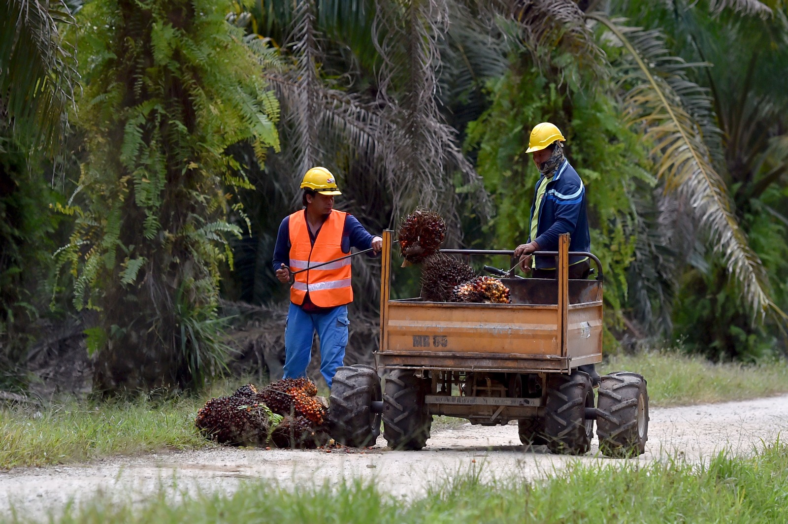 TDM Berhad Perkenal Program Ladang Sahabat TDM