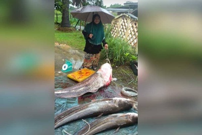 Ikan Tapah Bersaiz Mega Bukan Petanda Berlaku Bah Besar Pada Tahun Ini