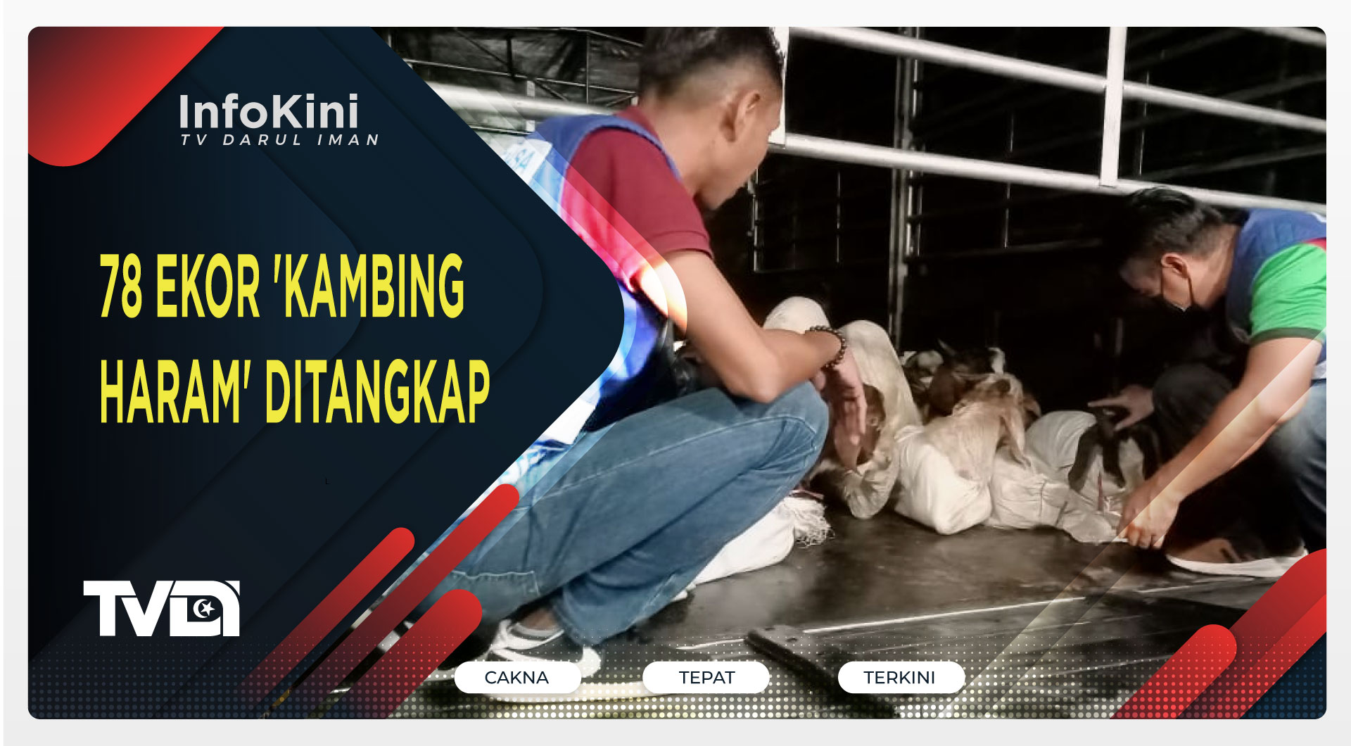 78 Ekor 'Kambing Haram' Ditangkap